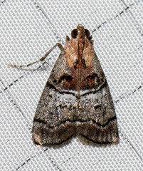 Pococera maritimalis