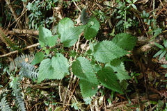 Urtica magellanica