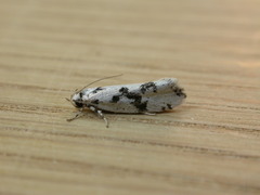 Lichenaula calligrapha