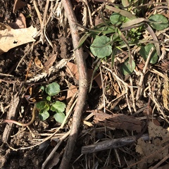 Viola arvensis