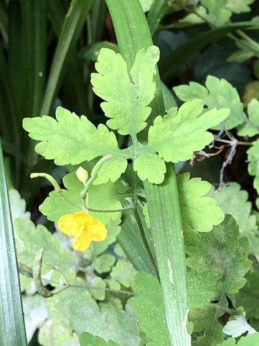 Chelidonium asiaticum (Chelidonium asiaticum)