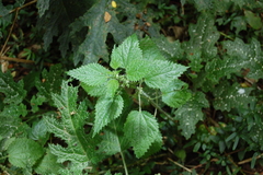 Urtica magellanica