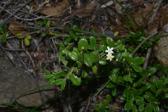 Cyclophyllum tieaense