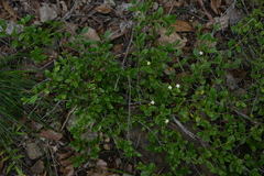 Cyclophyllum tieaense