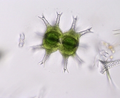 Staurastrum arctiscon