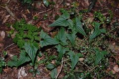Dioscorea auriculata