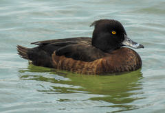 Aythya fuligula