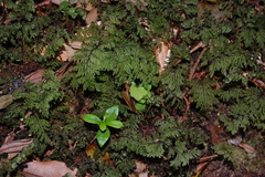 Hymenophyllum plicatum
