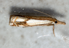 Crambus agitatellus