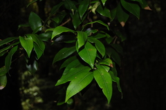 Myrceugenia planipes