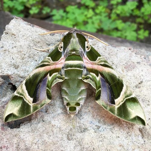Oleander Hawkmoth