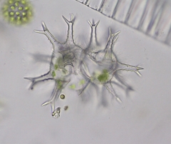 Staurastrum arctiscon