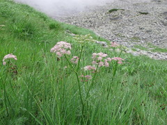 Mutellina purpurea