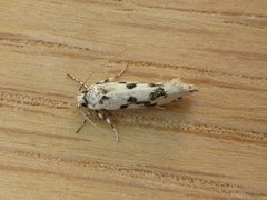 Lichenaula calligrapha