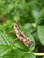 Melanoplus walshii