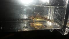 Etheostoma variatum