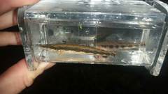 Percina macrocephala