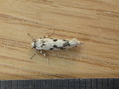 Lichenaula calligrapha