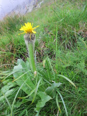 Hypochaeris uniflora