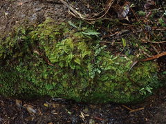 Thuidium laeviusculum
