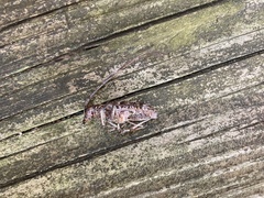 Monochamus titillator