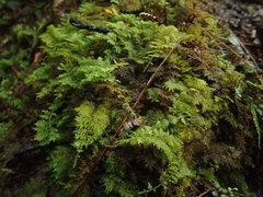 Thuidium laeviusculum