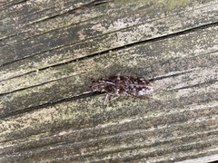 Monochamus titillator