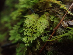 Thuidium laeviusculum