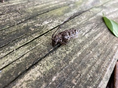 Monochamus titillator