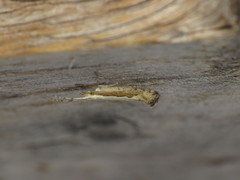 Plutella xylostella-australiana