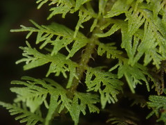 Thuidium laeviusculum