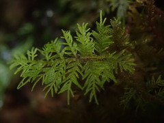 Thuidium laeviusculum