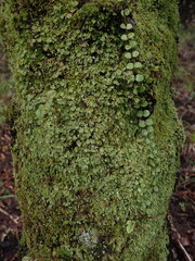 Catharomnion ciliatum