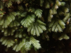 Catharomnion ciliatum