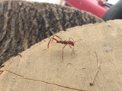 Neoclytus cacicus