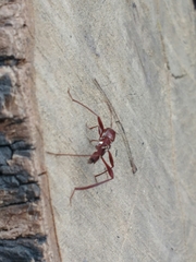 Neoclytus cacicus