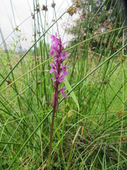 Dactylorhiza maculata