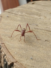 Neoclytus cacicus