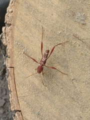 Neoclytus cacicus
