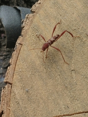 Neoclytus cacicus