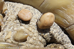 Hyalomma aegyptium