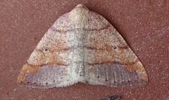 Drepanulatrix carnearia