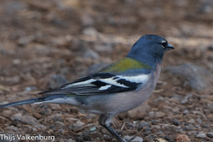 Fringilla coelebs africana