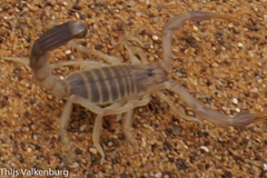 Androctonus amoreuxi