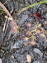 Drosera intermedia