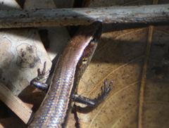 Caledoniscincus austrocaledonicus