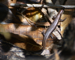 Caledoniscincus austrocaledonicus