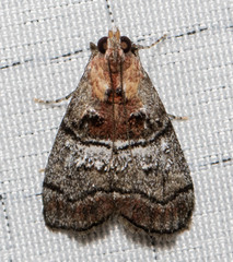 Pococera maritimalis