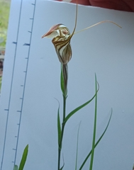 Pterostylis dolichochila