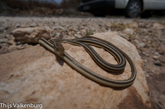 Psammophis schokari